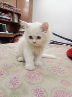 Adorable Persian Kitten - Available Now !