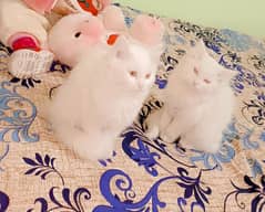 3 White Persian cats