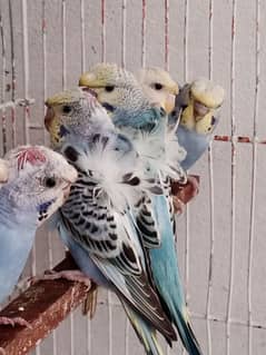 Hogoromo Budgies