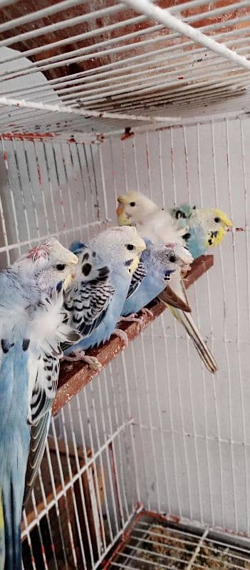 Hogoromo Budgies 1