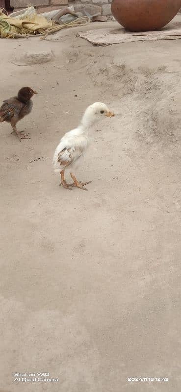 Aseel hens with chicks 0