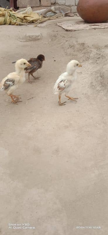 Aseel hens with chicks 1