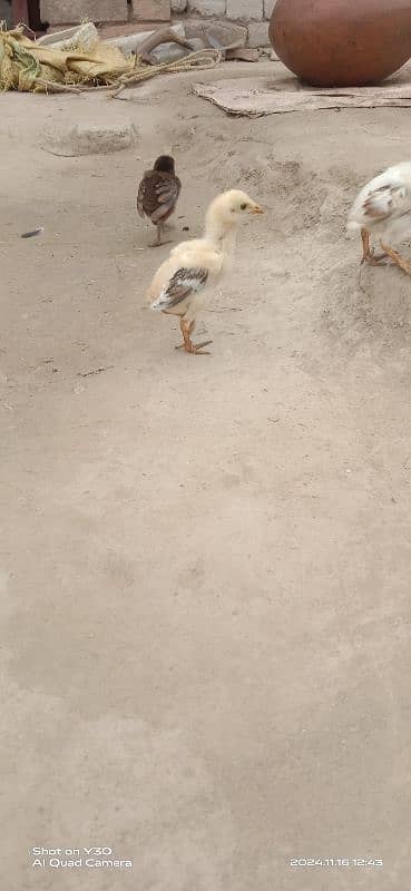 Aseel hens with chicks 2