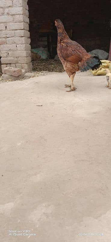 Aseel hens with chicks 3