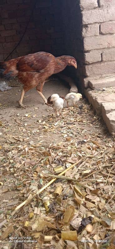 Aseel hens with chicks 4