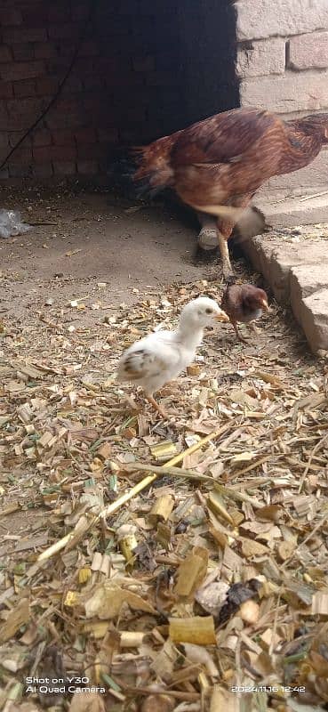 Aseel hens with chicks 5