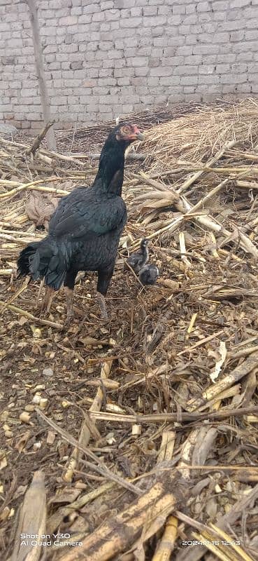 Aseel hens with chicks 6