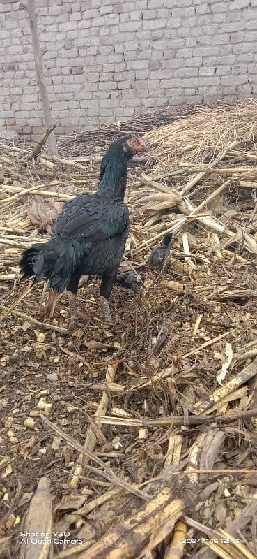 Aseel hens with chicks 7