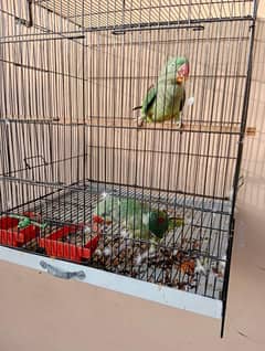 beautiful green parrots pair for sale male and female tame