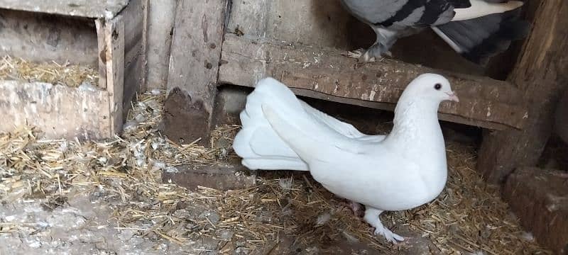 . fancy pigeons |gubra pigeon |frizzle sherazi Sentient /frill back 4