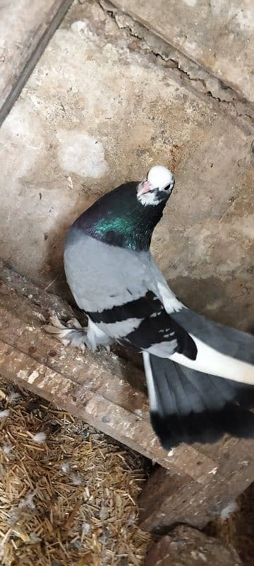 . fancy pigeons |gubra pigeon |frizzle sherazi Sentient /frill back 5