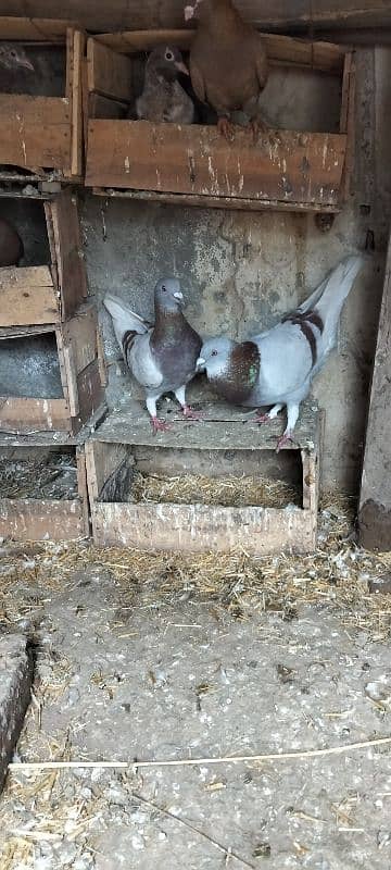 . fancy pigeons |gubra pigeon |frizzle sherazi Sentient /frill back 6