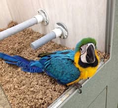 macaw parrots for sale