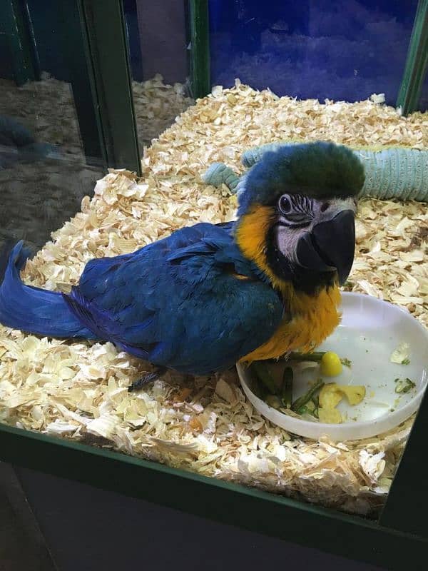 macaw parrots for sale 1