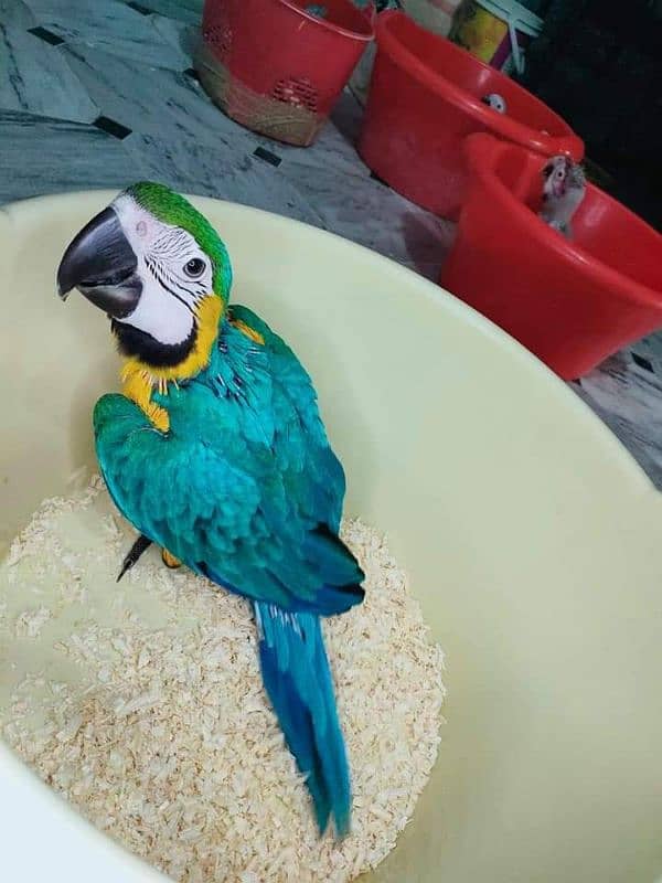 macaw parrots for sale 6