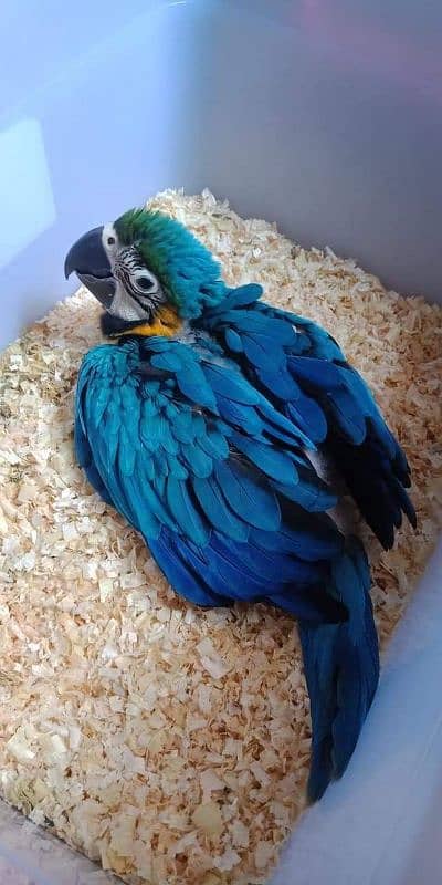 macaw parrots for sale 8