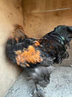 Hen black and brown buff  pair