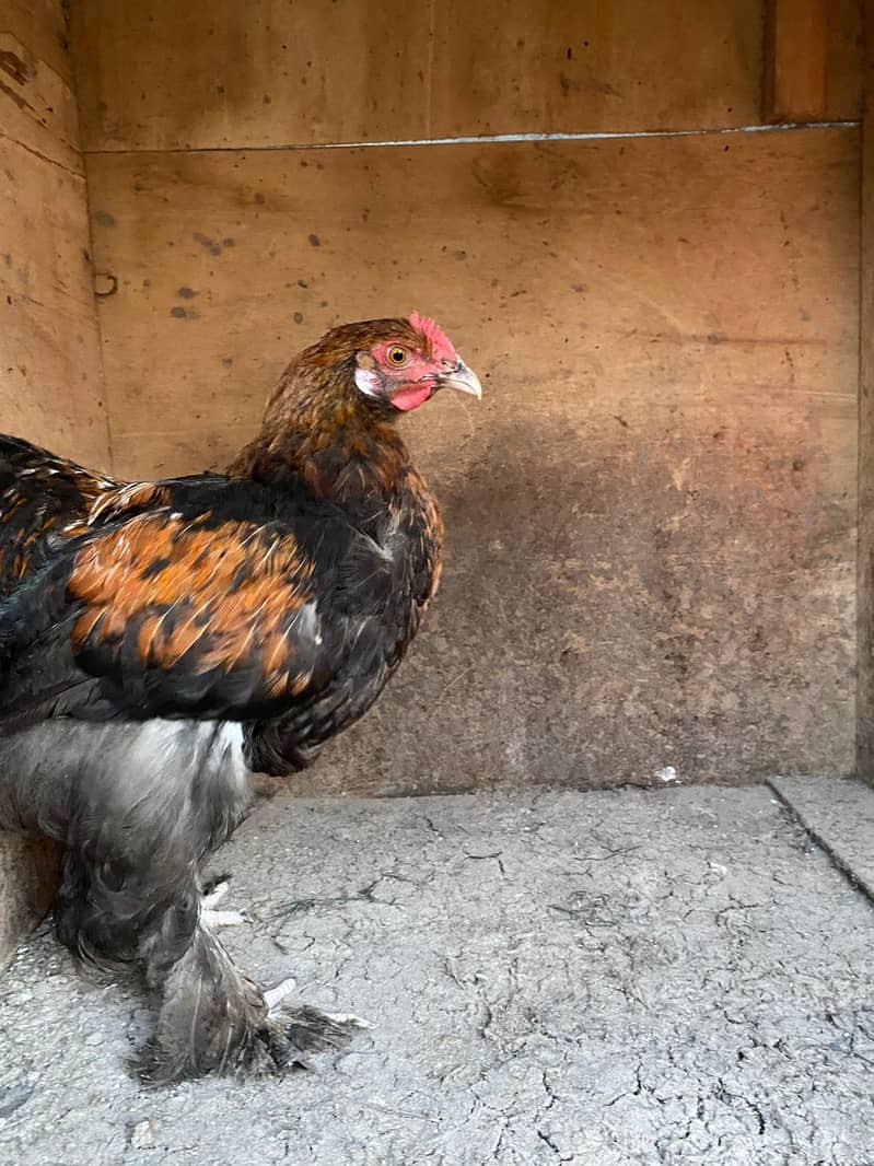 Hen black and brown buff  pair 1