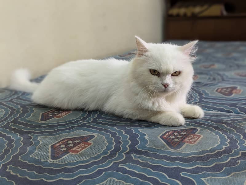 White Persian cat 10