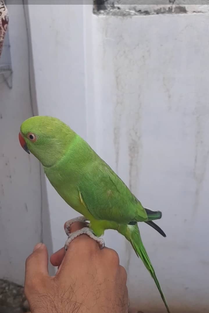 Hand tame parrots available 0