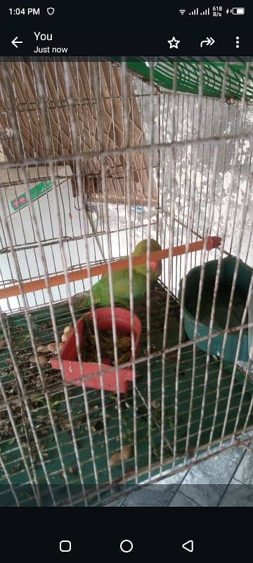 hamare pass ring neckc  breeder female available hai contact no 1