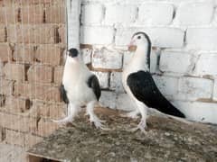 Lahori Sherazi Pigeon , Kabootar 03431683430