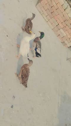 ducks