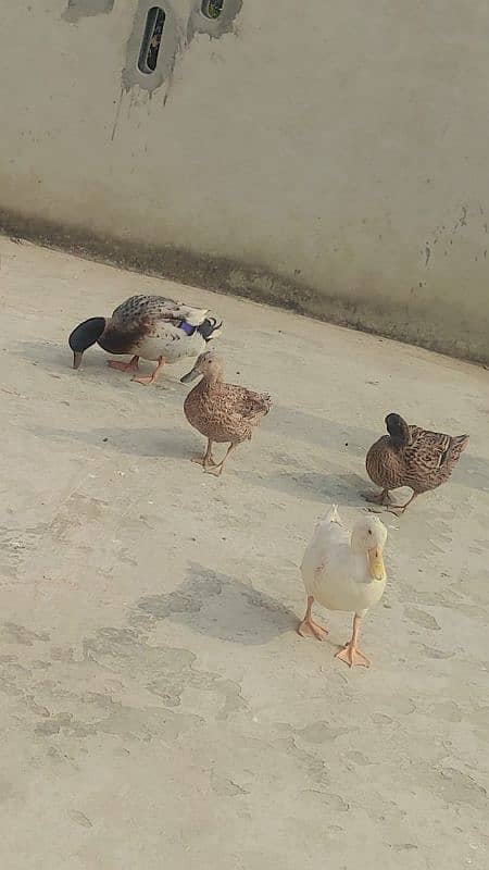 ducks 1