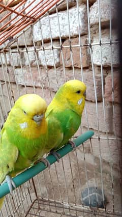 Exhibition Breeder pair