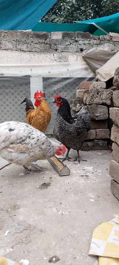 Australorp heritage