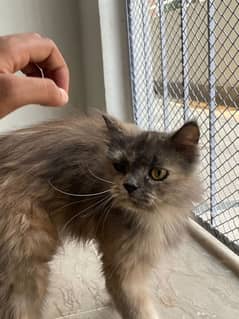 persian cats for sell