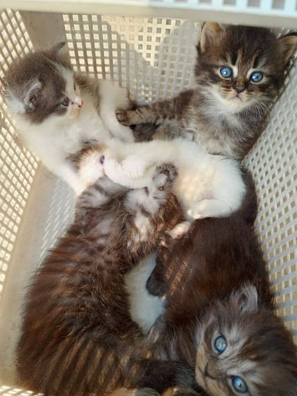 Kitten's for Sale 3