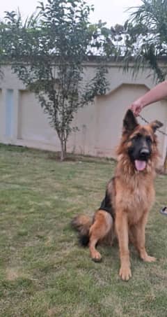 German Shepherd female