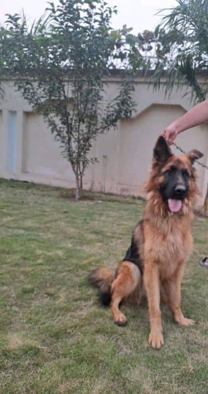 German Shepherd female 0