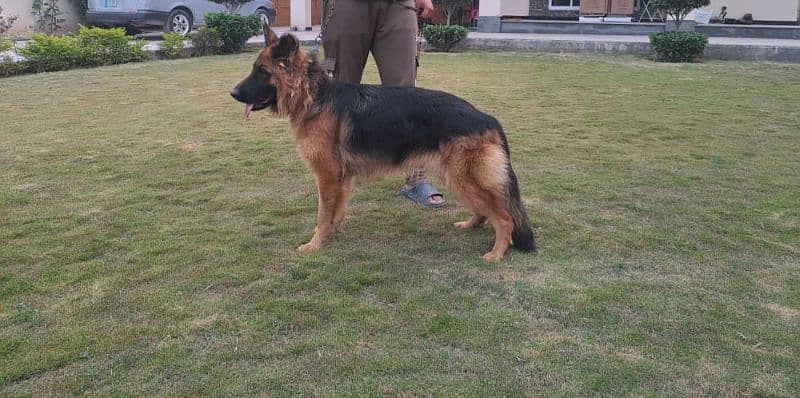 German Shepherd female 2