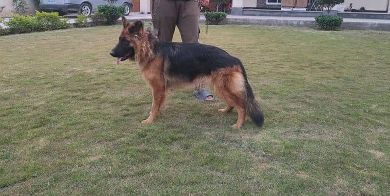 German Shepherd female 3