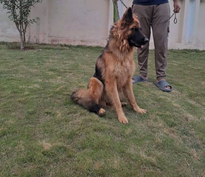 German Shepherd female 4