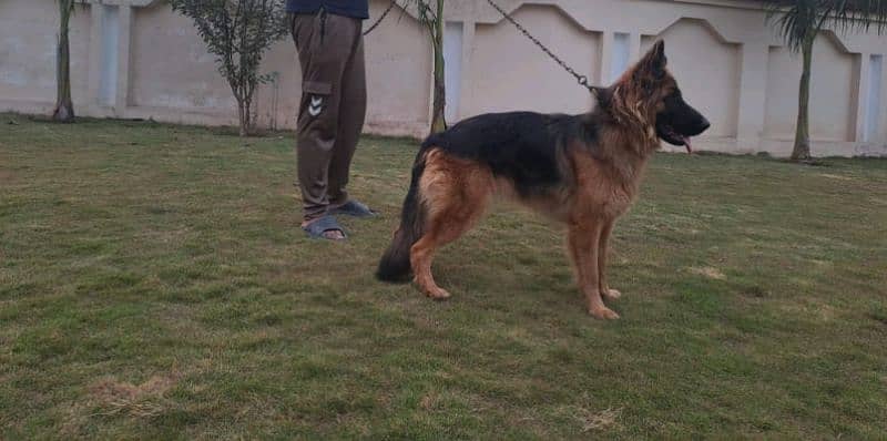 German Shepherd female 5