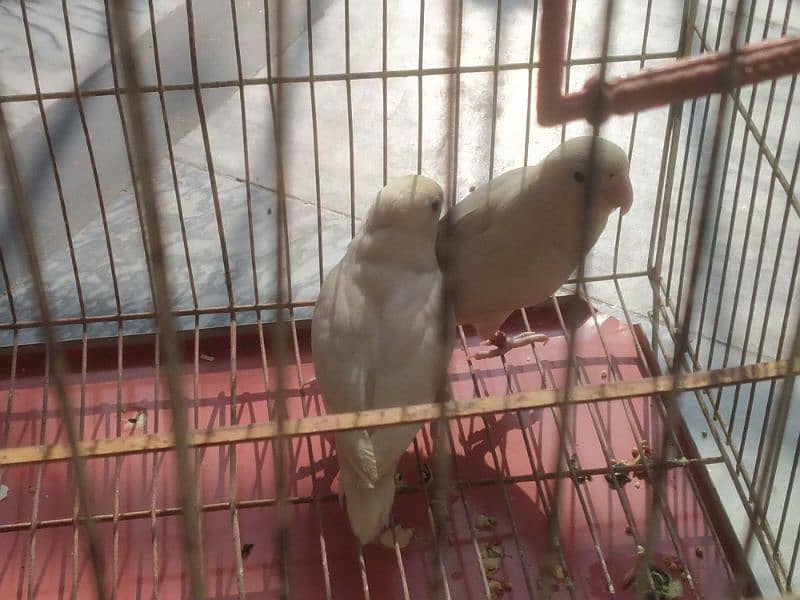 love bird pair white lutino split red eyes 1