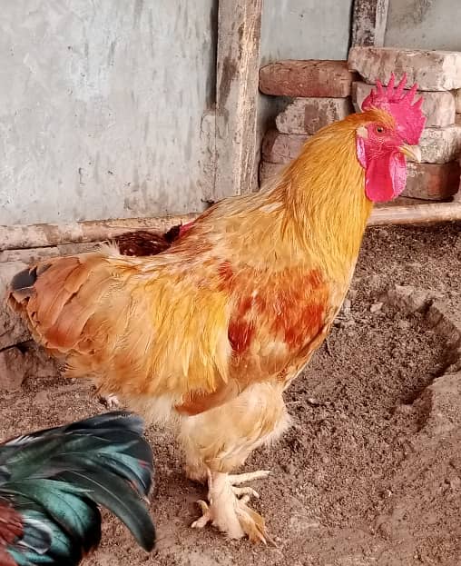 Golden Buff Pair, Murga & Murgi pair, hen 0