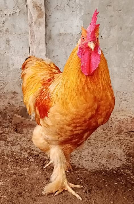 Golden Buff Pair, Murga & Murgi pair, hen 2