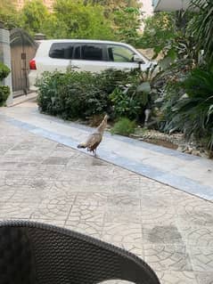 White male peacock