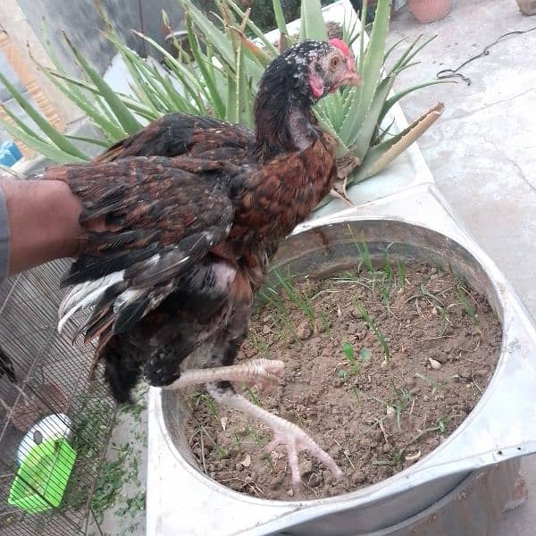 Aseel pair high quality home breed 0