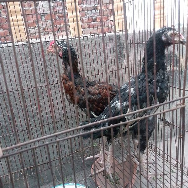 Aseel pair high quality home breed 2