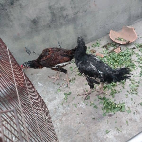 Aseel pair high quality home breed 3