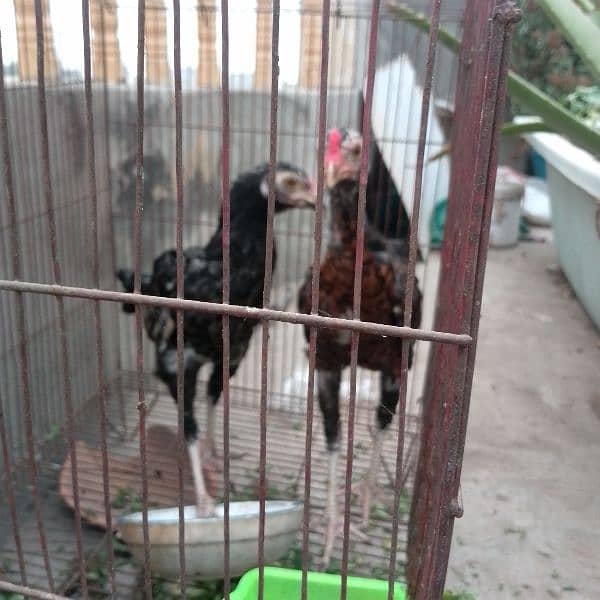 Aseel pair high quality home breed 4