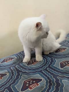 White Persian Cat (triple coated)