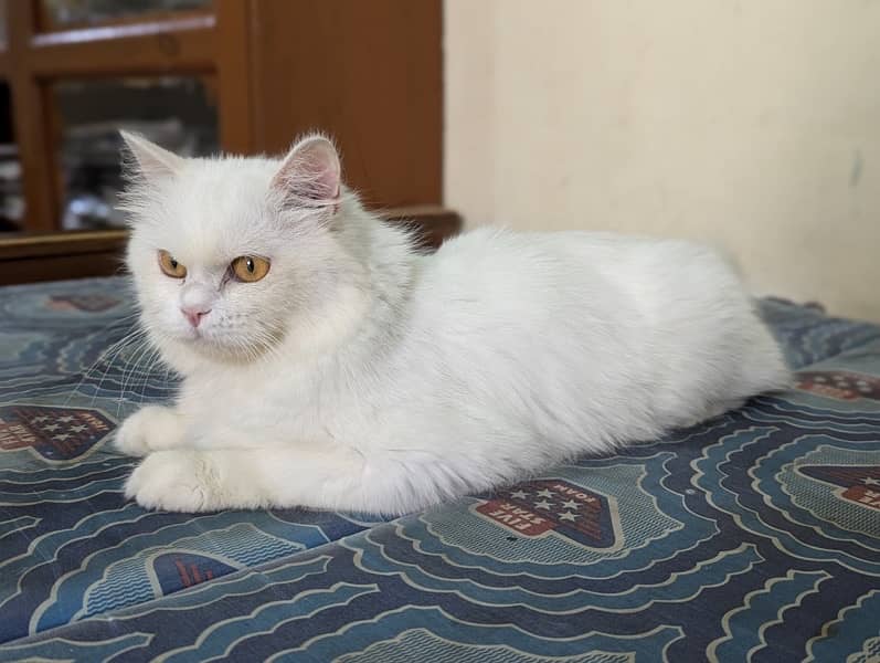 White Persian Cat (triple coated) 1