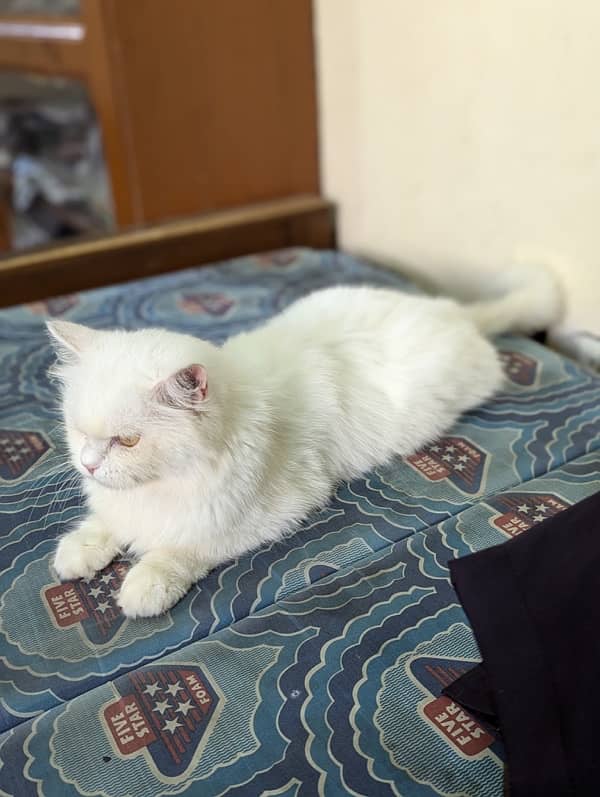 White Persian Cat (triple coated) 4