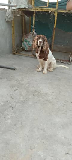 cocker spaniel female for sale